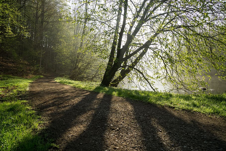 germany, saxony, tree, plant, land, forest, sunlight, nature HD wallpaper