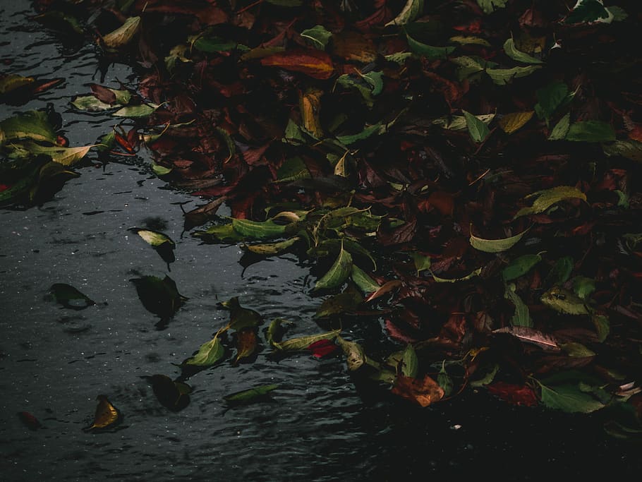 croatia, leafs, floor, nature, town, blacks, dark, road, autumn, HD wallpaper
