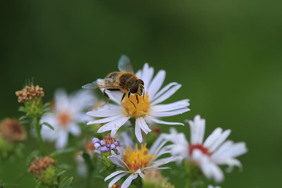 flower, fly, insect, bee, pollen, macro, garden, wildlife, flowering plant HD wallpaper