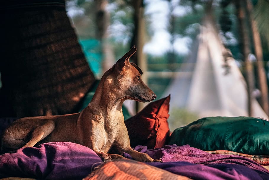 Short-coated Tan Dog Prone Lying on Bed at Daytime, animal, background HD wallpaper