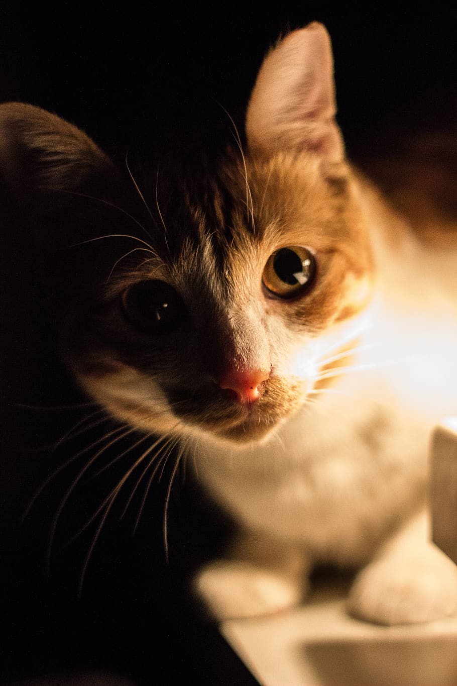 cat, animal, low light, macro, eyes, tail, mammals, nature HD wallpaper