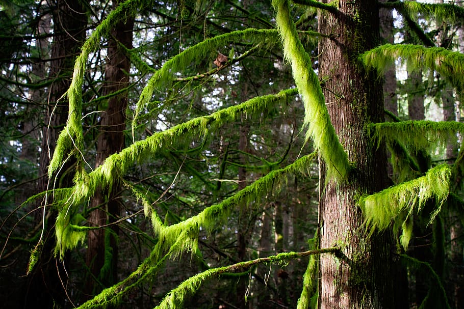 green pine trees during daytime, moss, plant, outdoors, nature HD wallpaper