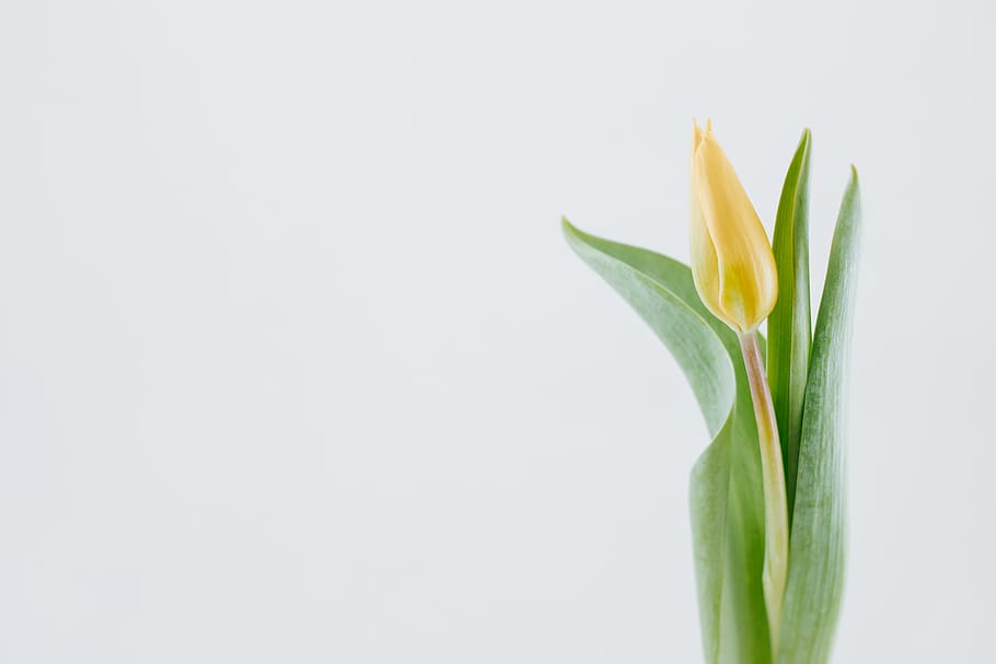 yellow tulip bud, studio shot, plant part, leaf, green color HD wallpaper