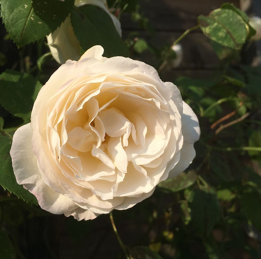 rose, white, flower, flowering plant, vulnerability, beauty in nature HD wallpaper