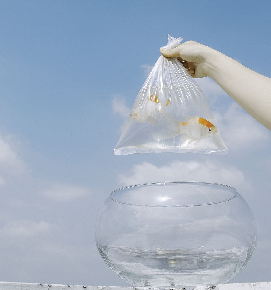 clear plastic bag of two goldfish, human body part, transparent