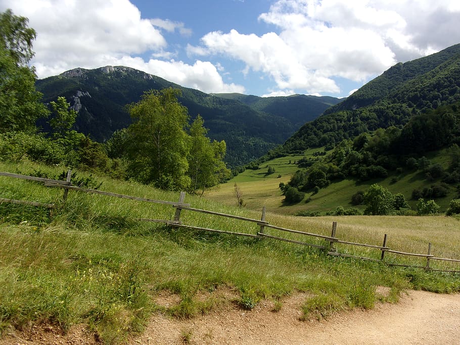 trees, forest, green, field, mountain, sky, plant, beauty in nature HD wallpaper
