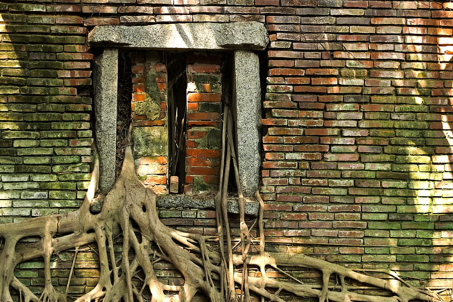 taiwan, anping district, hdr, tree, borisworkshop, roots, house HD wallpaper