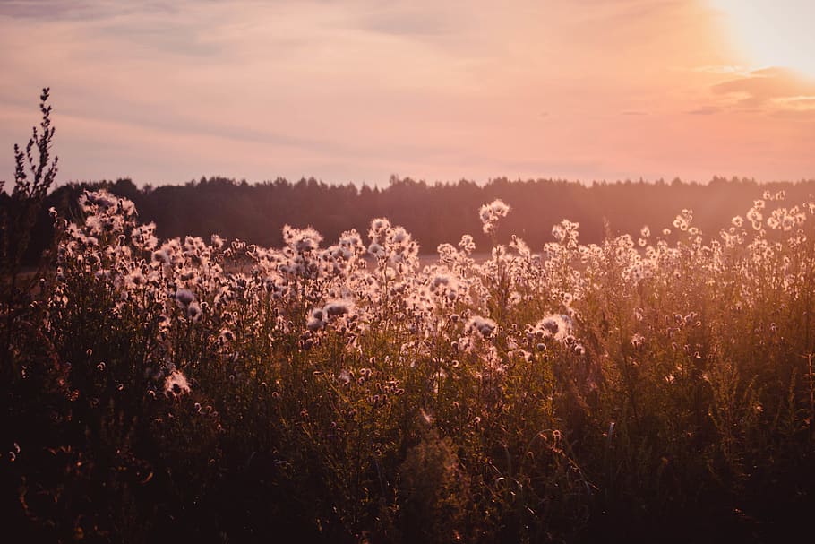 summer, sun, hd wallpapers, sky, nature, plants, lake, forest HD wallpaper