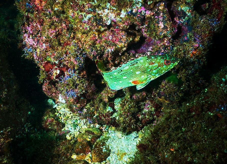 green fish, underwater, undersea, sea life, animals in the wild HD wallpaper