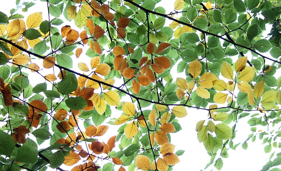 foliage, leaves, tree, forest, woods, twigs, branches, nature HD wallpaper