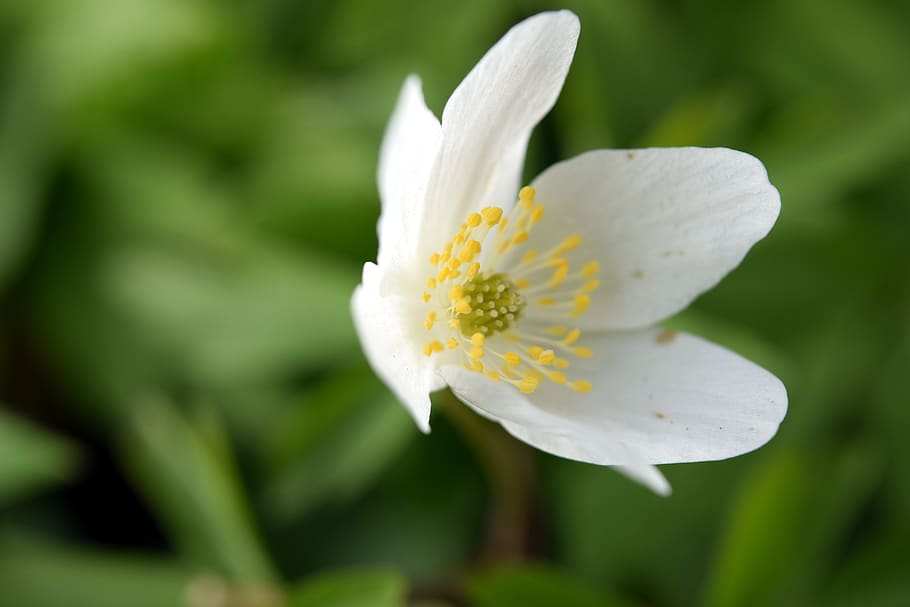flower, macro, winter linge, nature, blossom, bloom, plant HD wallpaper
