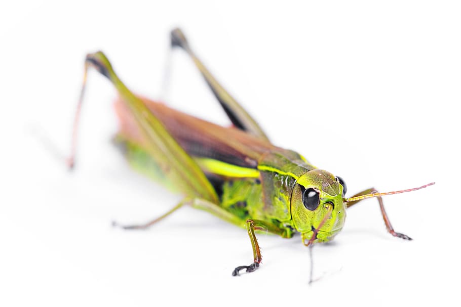 antenna, bug, copyspace, grasshopper, green, indoors, insect HD wallpaper