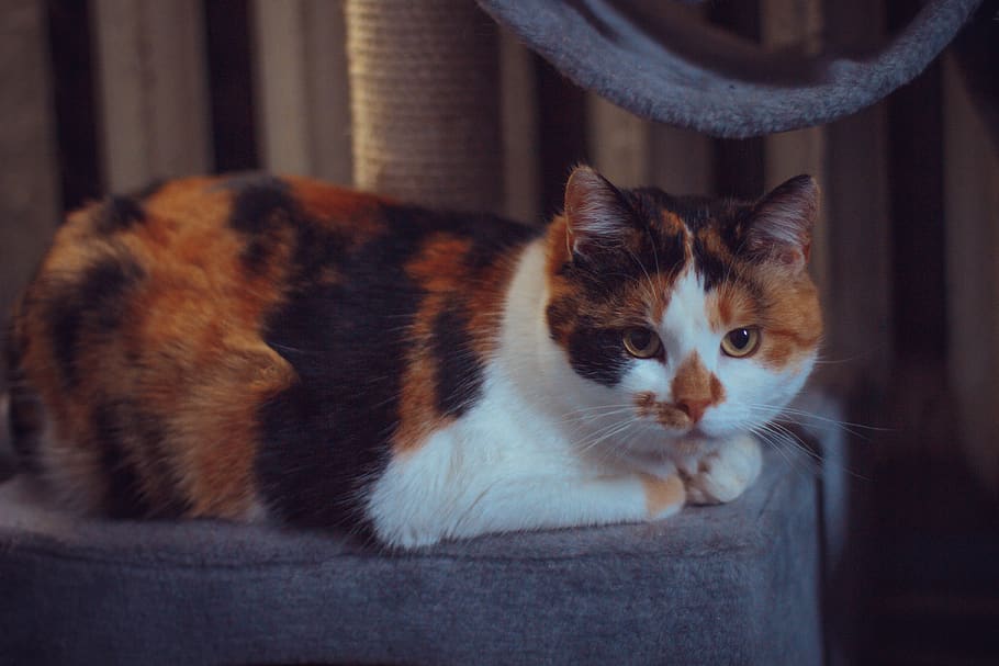 ukraine, vinnytsia, animal themes, domestic, pets, mammal, domestic cat HD wallpaper