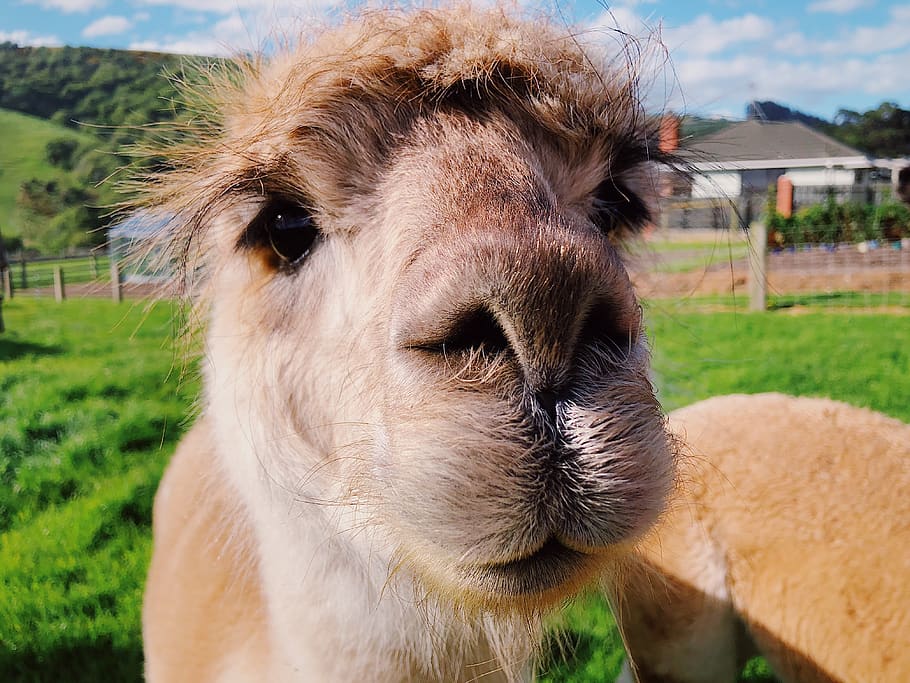 cute, farm, trees, alpaca, animal, new zealand, mammal, animal themes HD wallpaper