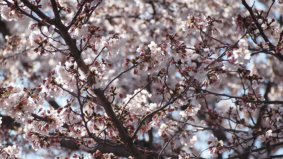 cherry blossoms, sakura, pink, spring, flower, japan, season, HD wallpaper