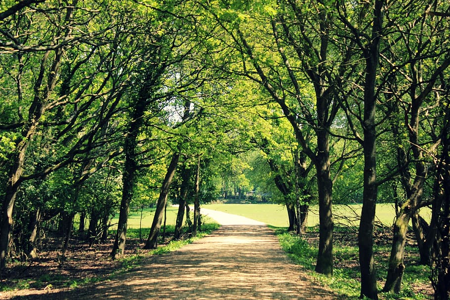 Tree path