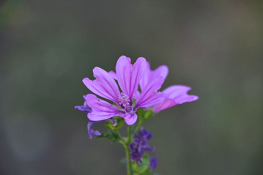 HD wallpaper: flower, garden, plant, petals, nature, flowers, flora