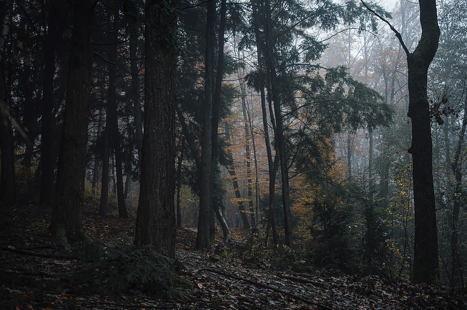green-leafed trees during daytime, woodland, forest, moody, eery HD wallpaper