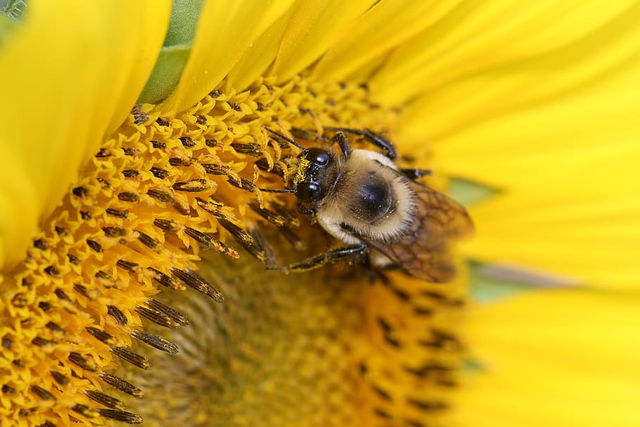 insect, bee, pollen, sunflower, nature, animal themes, yellow HD wallpaper