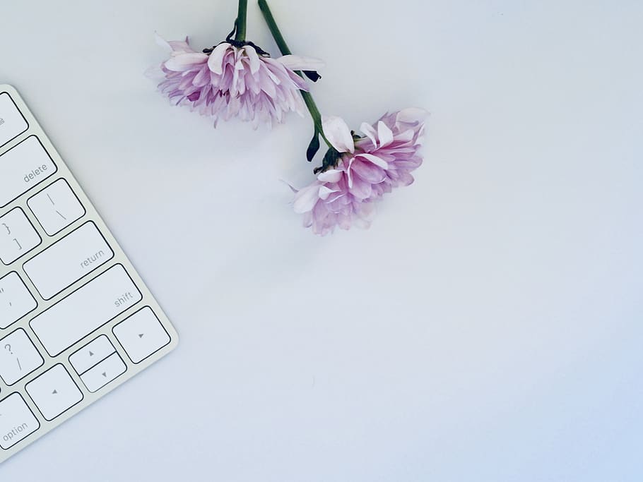 Two Purple Flowers, conceptual, creative, desk, flatlay, flora HD wallpaper