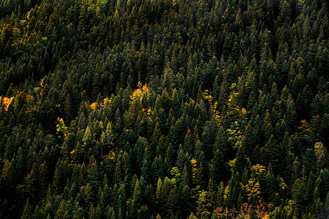 aerial photo of forest, tree, pine, fall, autumn, orange, yellow HD wallpaper