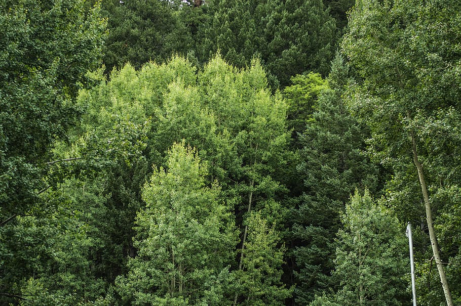 trees, green, forest, plant, green color, growth, beauty in nature HD wallpaper