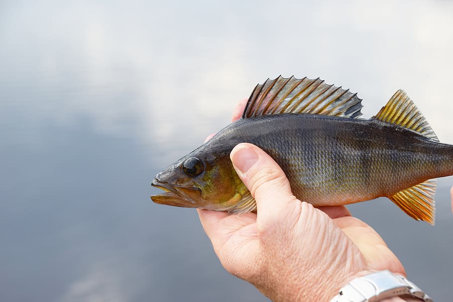perch, fish, water, freshwater fish, nature, fisherman, animal HD wallpaper