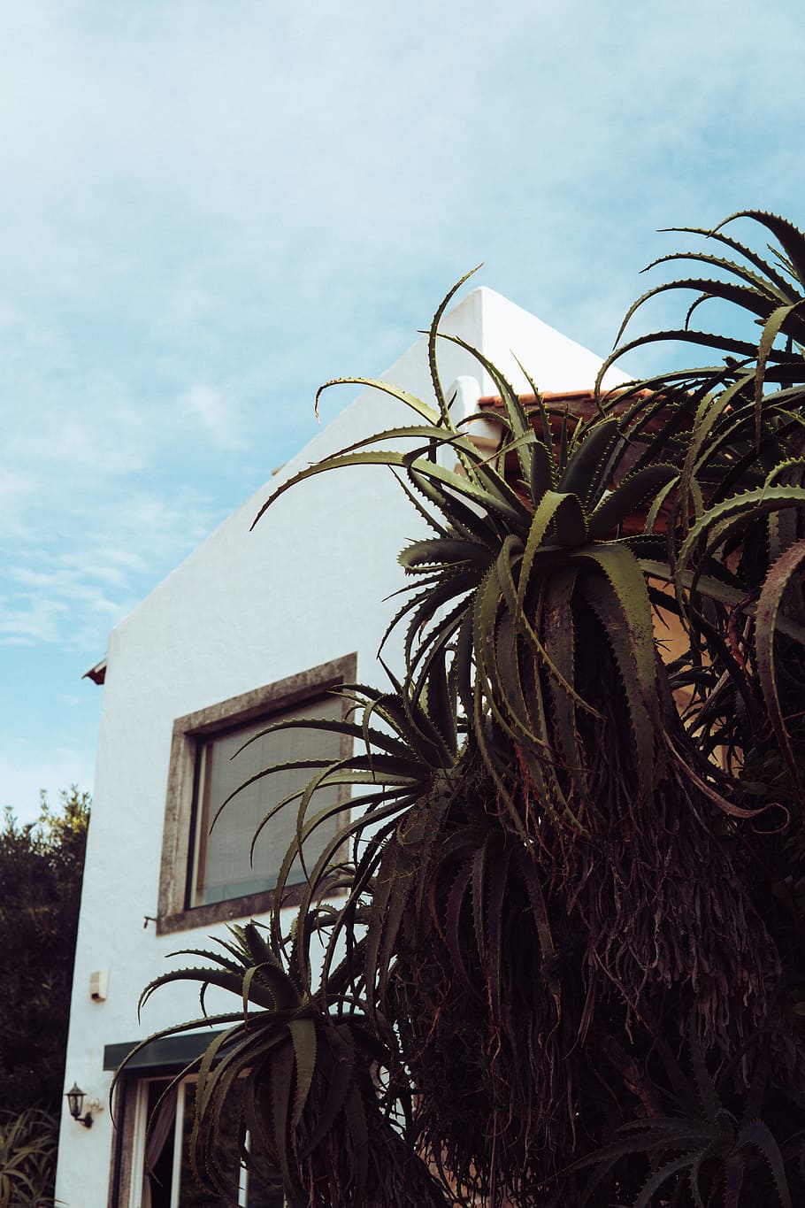 Green Leaf Plant Near White Concrete House, architecture, beautiful HD wallpaper