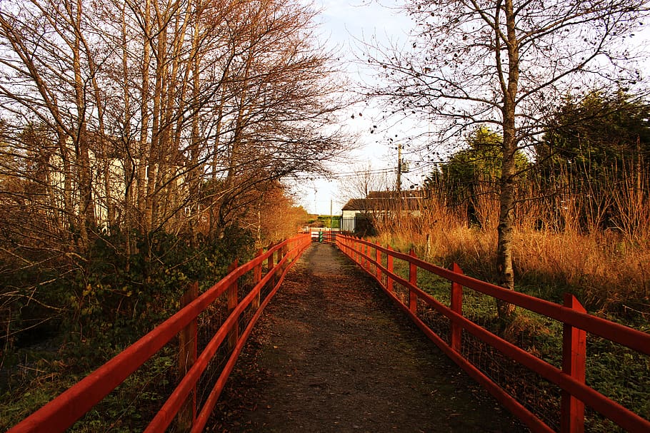 nature, autumn, red, trees, walkway, direction, the way forward HD wallpaper