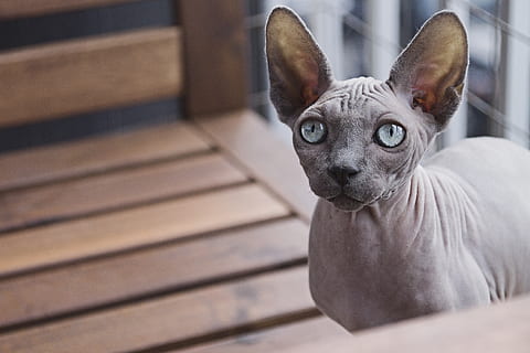 Sphynx cat, mammal, one animal, pets, domestic, domestic animals HD wallpaper