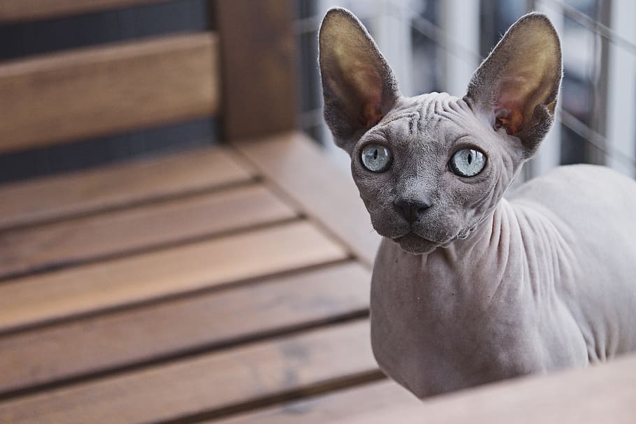 Sphynx cat, mammal, one animal, pets, domestic, domestic animals HD wallpaper