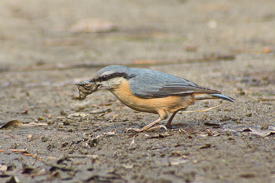 bird, nuthatch, nature, wild, spring, animal themes, one animal HD wallpaper