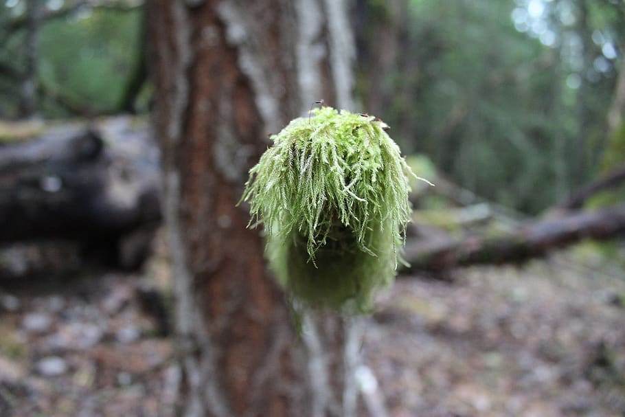 forest, moss, green moss, plant, green color, tree, land, growth HD wallpaper