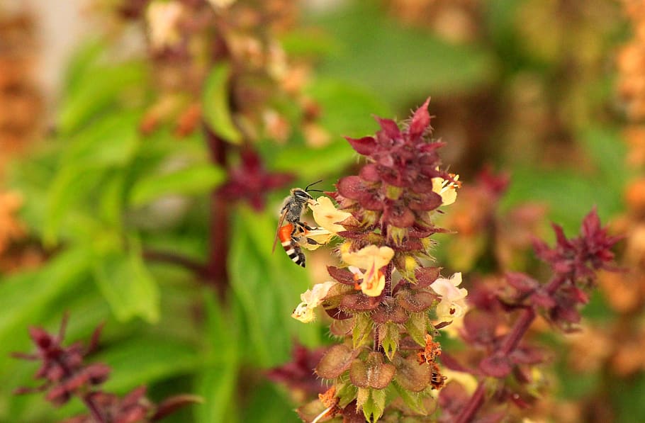 bee, nectar, drinking, animal themes, flower, flowering plant HD wallpaper