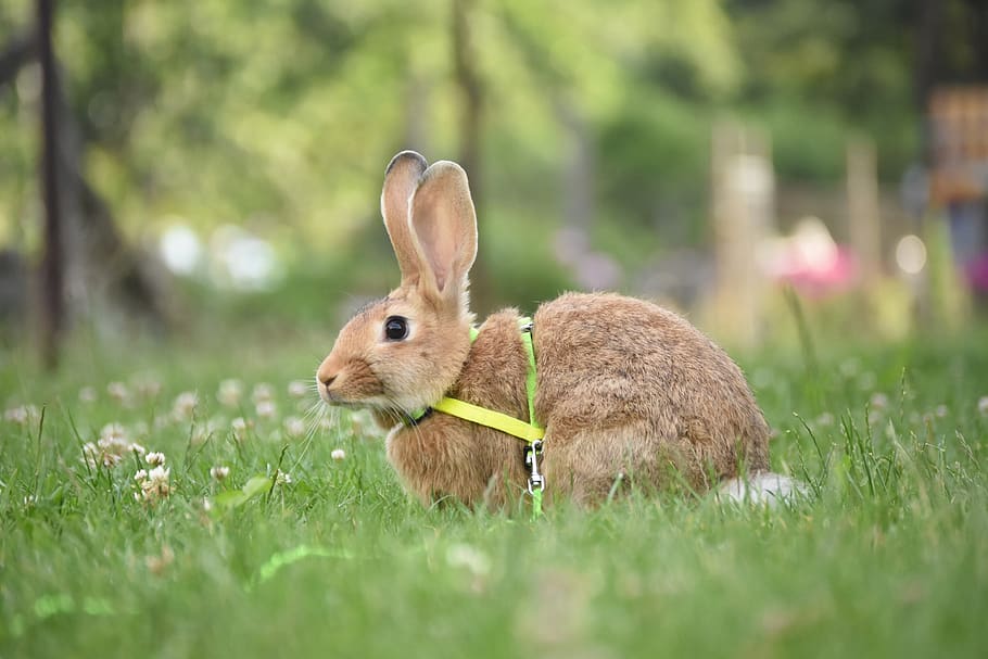 rabbit, meadow, summer, grass, animal, ears, wild, bunny, animal themes HD wallpaper