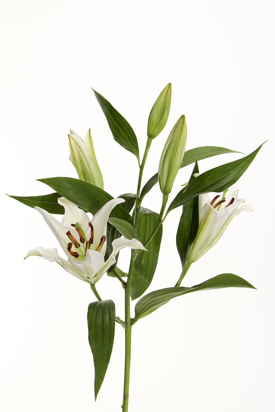 white flowers, leaf, plant part, white background, studio shot HD wallpaper