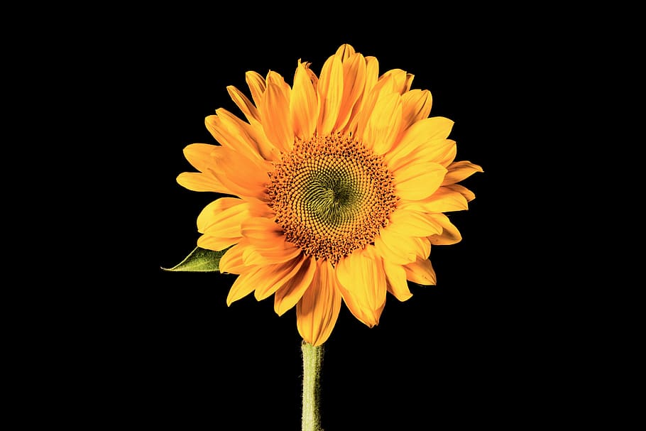 Hd Wallpaper Sunflower Isolated On Black Background Flowering