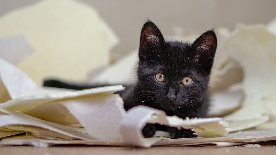 kitten, cat, cute, animals, feline, fur, kitty, portrait, sweet HD wallpaper