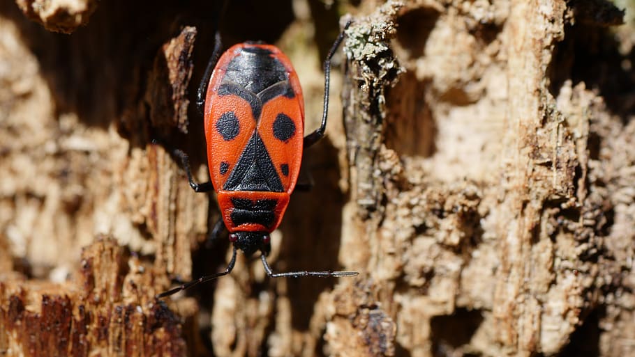 fire beetle, insect, forest, animal themes, one animal, animal wildlife HD wallpaper