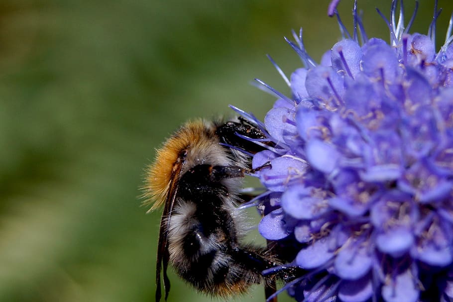 hummel, insect, flower, nectar, pollen, wing, blue, flying HD wallpaper