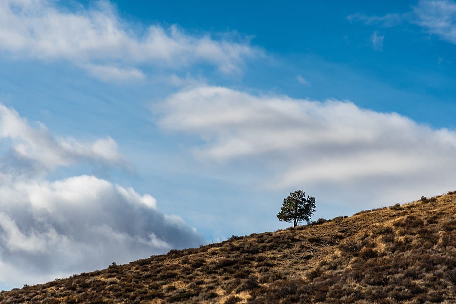 Green Leafed Trees, bushes, clouds, daylight, environment, grass HD wallpaper
