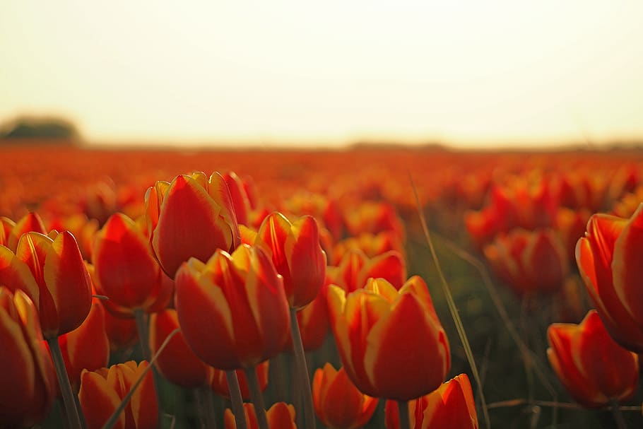 orange Tulips in bloom, plant, blossom, netherlands, flower, landscape HD wallpaper