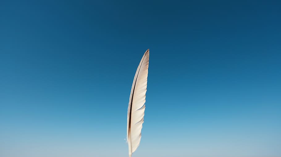 gobi desert, blue, sky, feather, no people, nature, flying, HD wallpaper