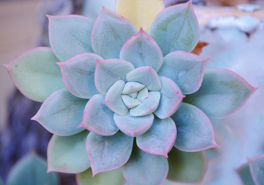succulent, flower, beauty in nature, flowering plant, growth HD wallpaper