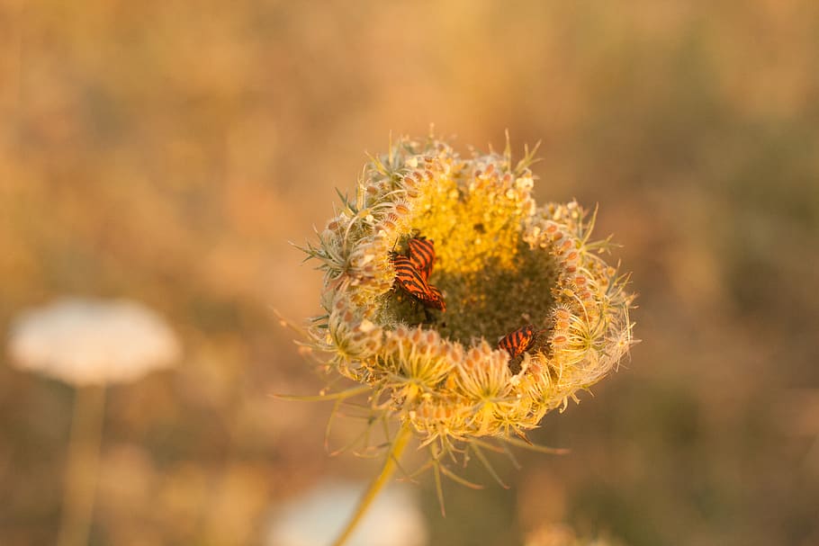 italy, pescara, bug, red solder bug, animal, botany, fauna HD wallpaper