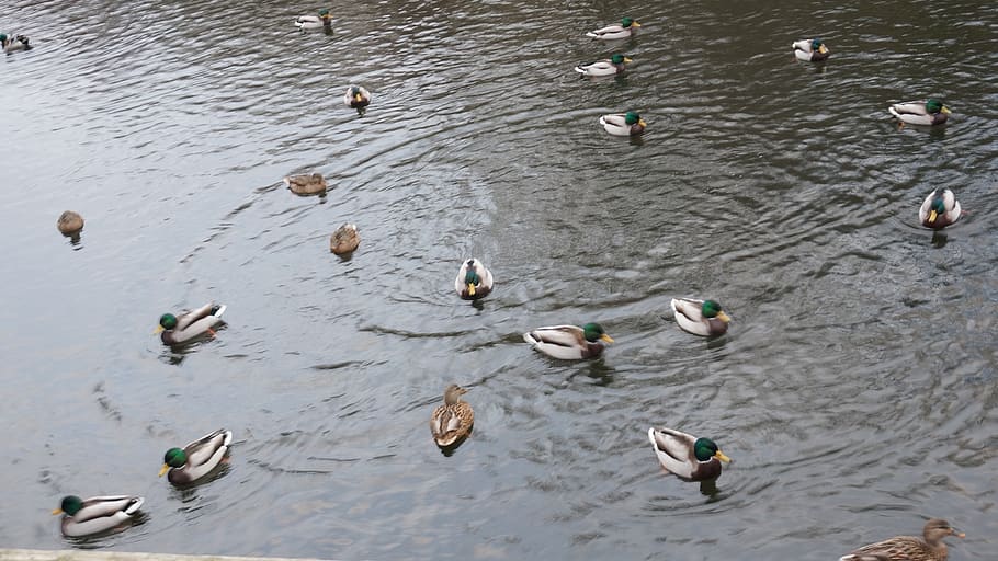 duck, lake, animal wildlife, animals in the wild, animal themes HD wallpaper