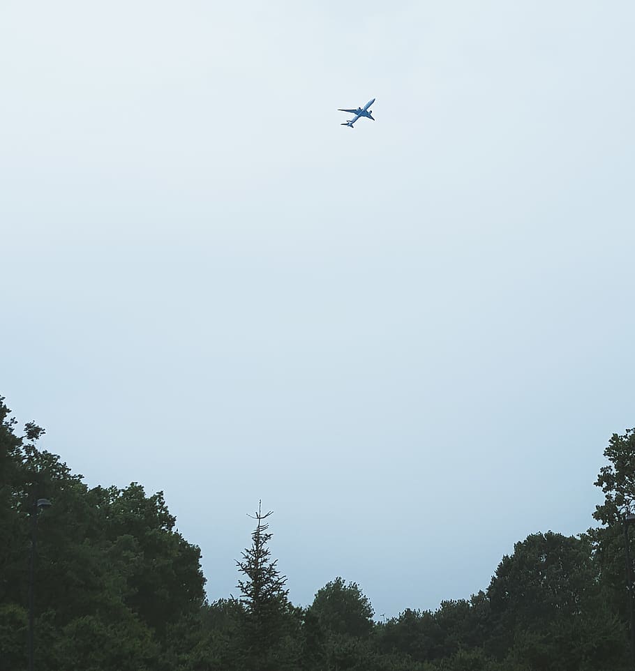 italy, bologna, sky, tree, flying, low angle view, air vehicle HD wallpaper