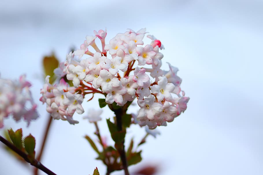 flowers, snow ball, viburnum, white, bush, spring, bloom, close up, HD wallpaper