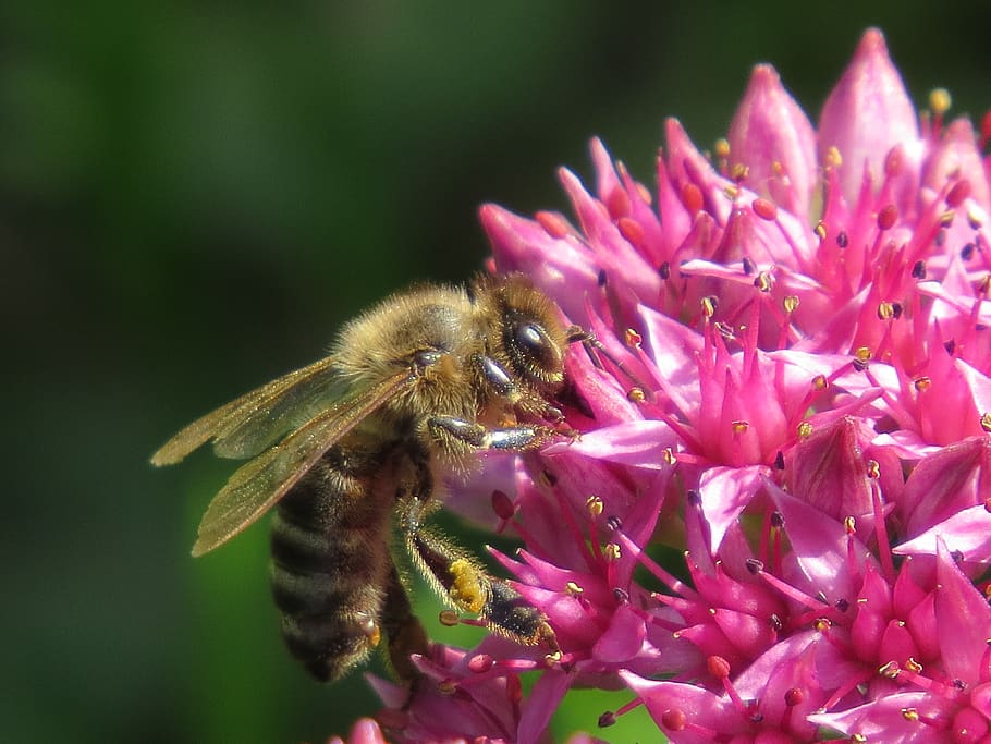 bee, flower, pollination, collect, nectar, pollen, insect, macro HD wallpaper