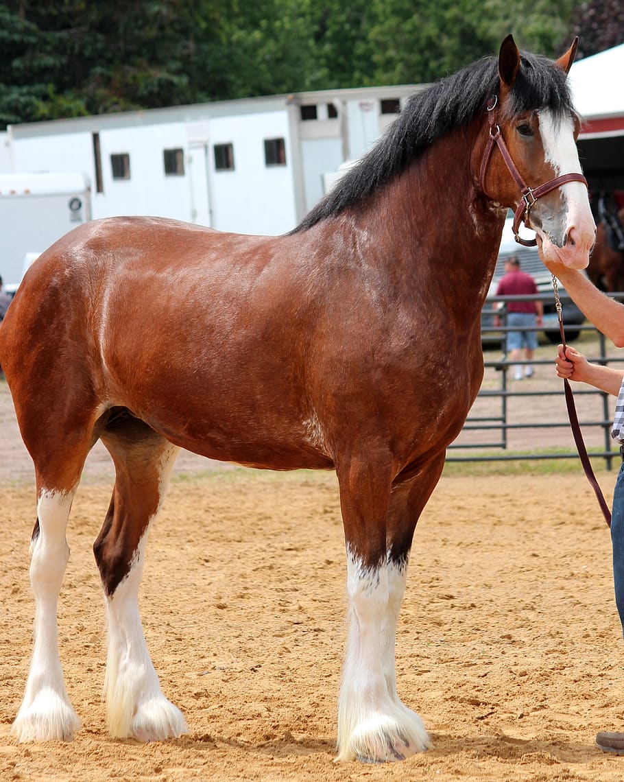 horse, clydesdale, purebred, mare, draft, bay, equine, animal